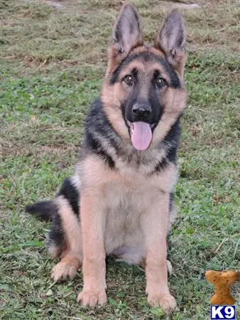 German Shepherd